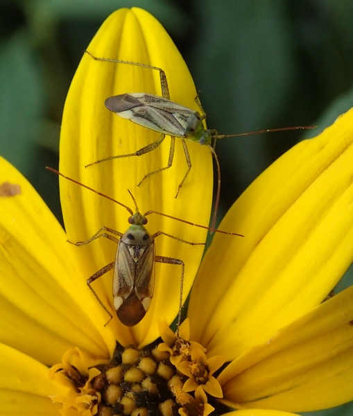 Miridae: Adelphocoris lineolatus f. binotata del Veneto (TV)