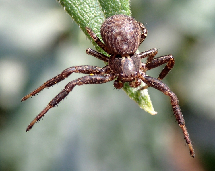 Xysticus sp. - Moriago della Battaglia (TV)