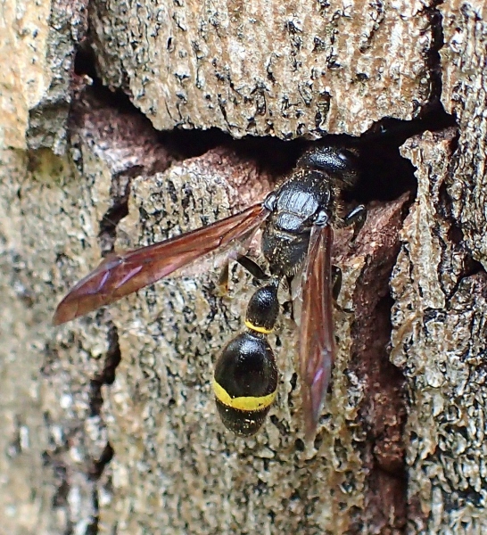 Discoelius  zonalis  (Vespidae Eumeninae)