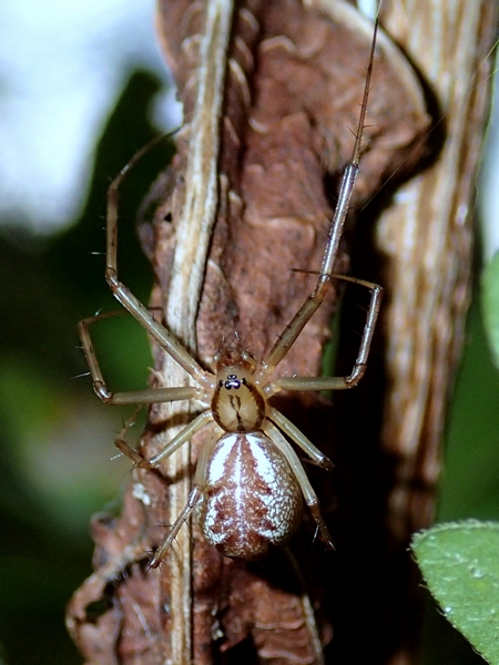 Linyphia triangularis - Moriago della Battaglia (TV)