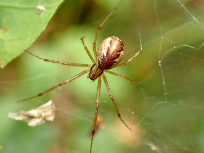 Linyphia triangularis - Moriago della Battaglia (TV)