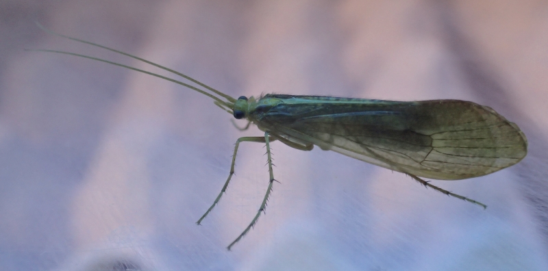 Limnephilidae: cfr. Stenophylax sp.