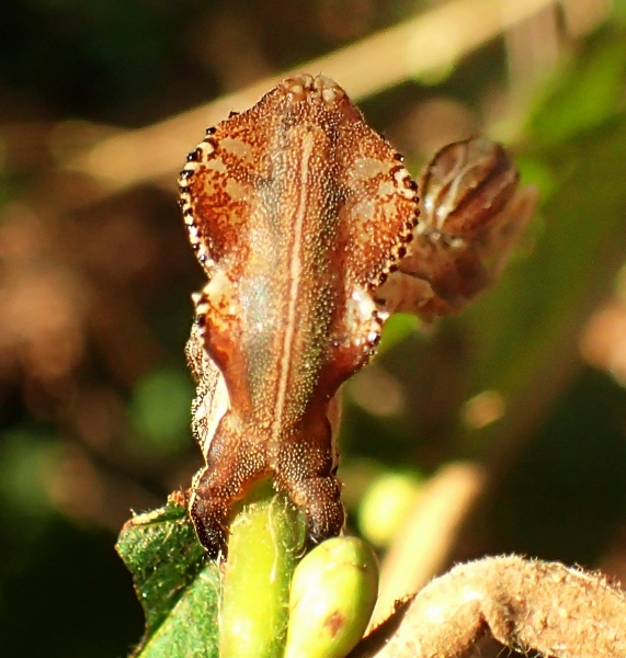 Bruco mai visto! Stauropus fagi, Notodontidae