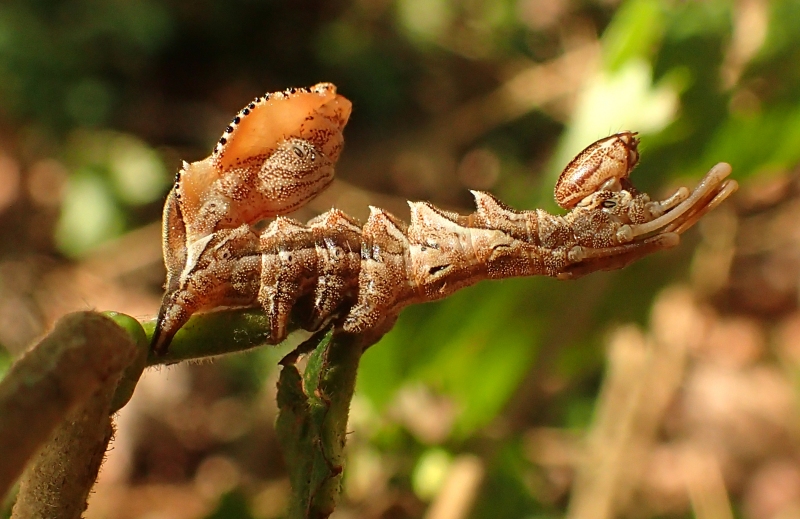 Bruco mai visto! Stauropus fagi, Notodontidae