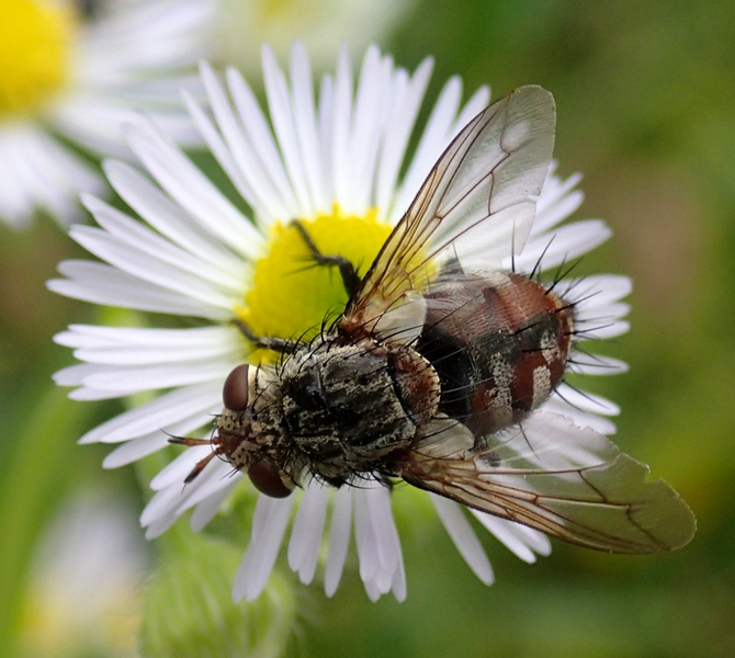 Tachinidae