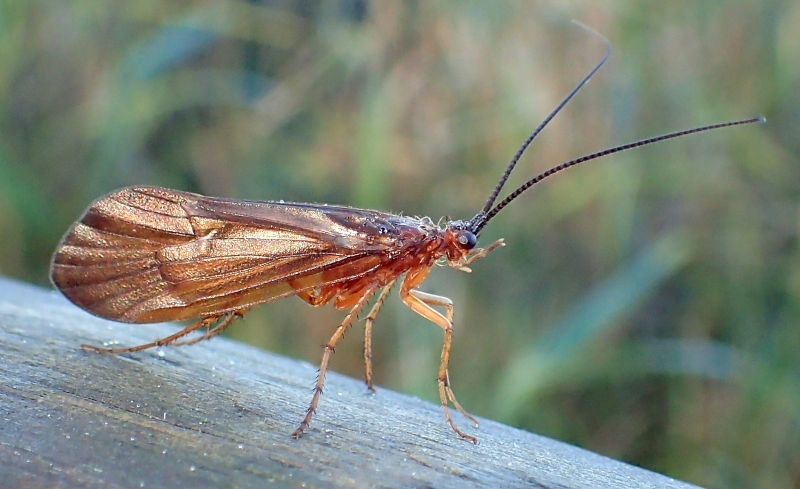 Limnephilidae?  S,  Anabolia lombarda