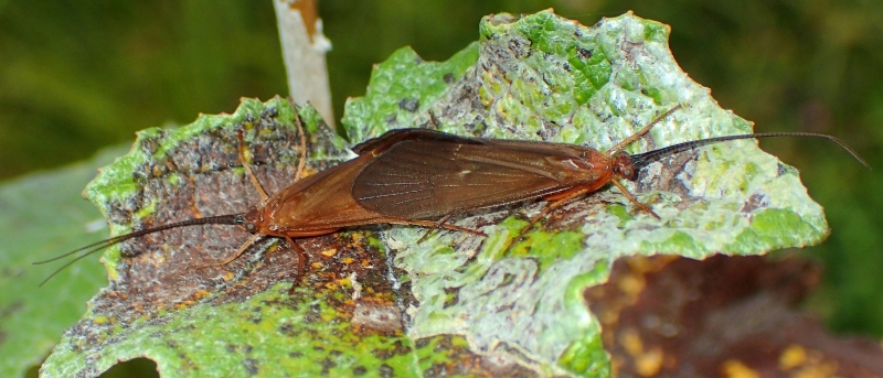 Limnephilidae?  S,  Anabolia lombarda