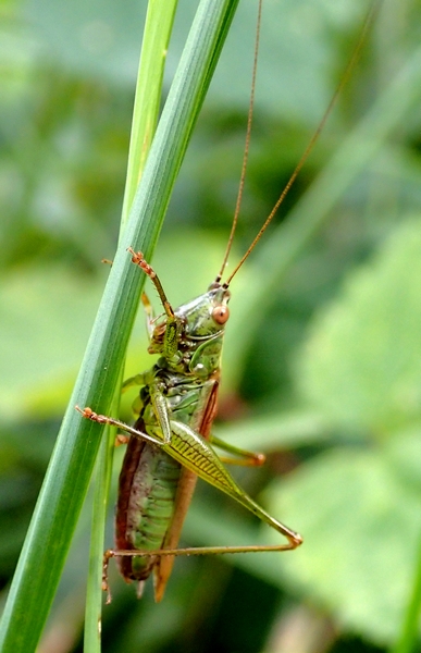 Conocephalus (Xiphidion) discolor