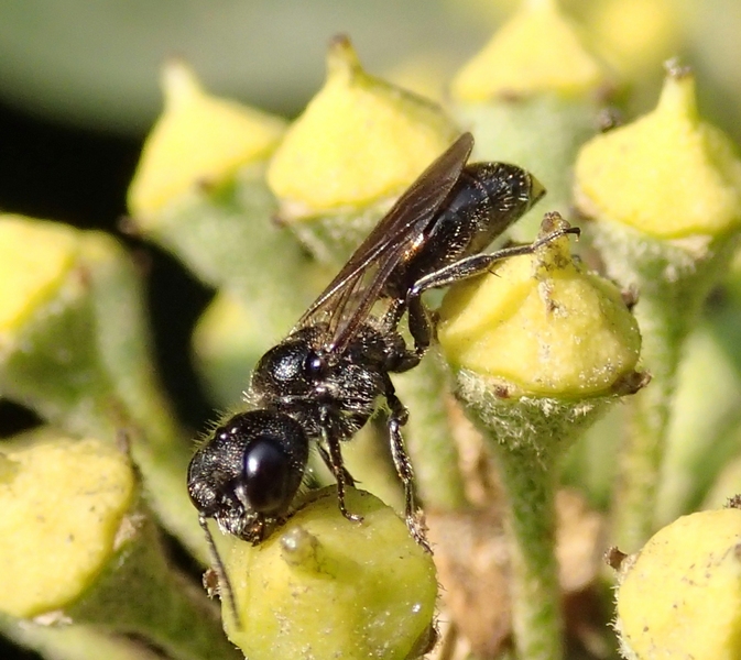 Minuscolo Imenottero: Crabronide Pemphredonino