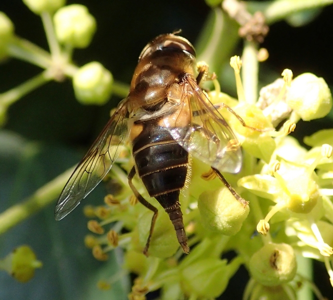 Eristalis lineata