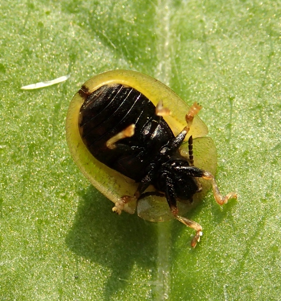 Cassida vibex, Chrysomelidae