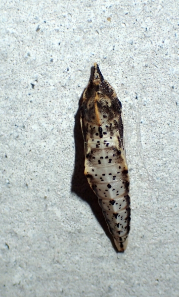 Crisalide da Id - Pieridae: Pieris napi