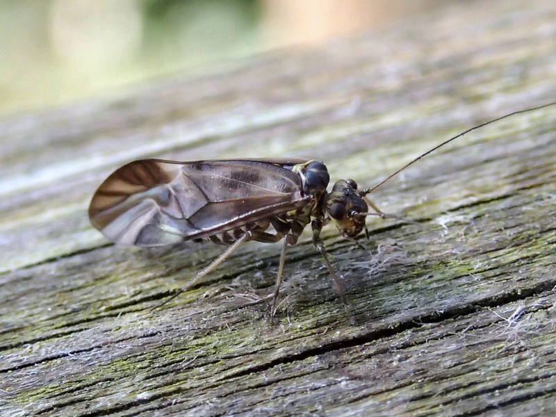 Psocoptera-Stenopsocidae?