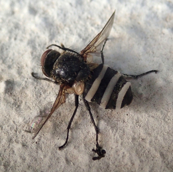 strano dittero parassitato: Pollenia sp. (Calliphoridae)