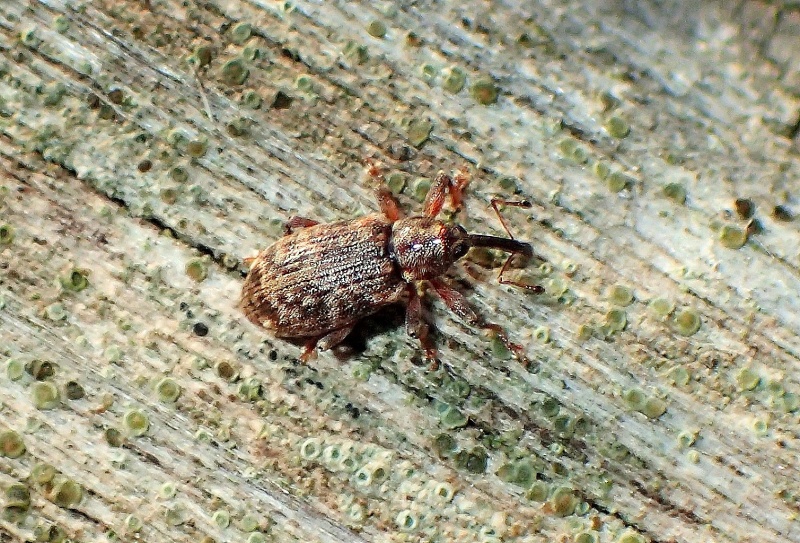 minuscolo Curculionidae:  cfr. Dorytomus dejeani