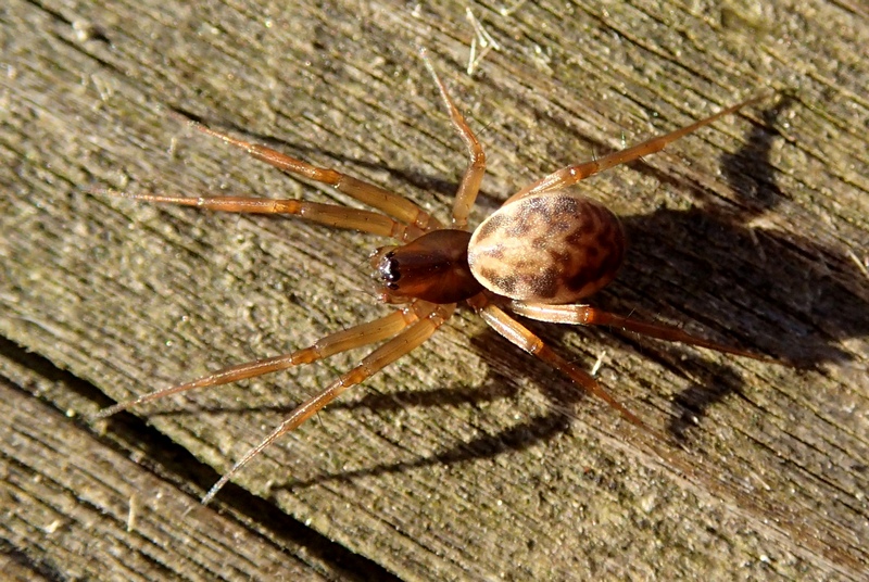 Linyphiidae da Id.