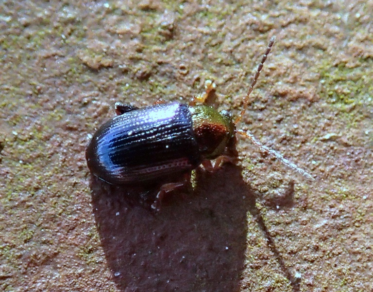 Crepidodera aurata (cf.)