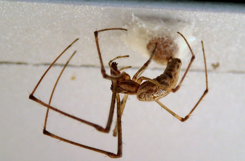 che sta facendo? |  Tetragnatha sp. - Villorba (TV)