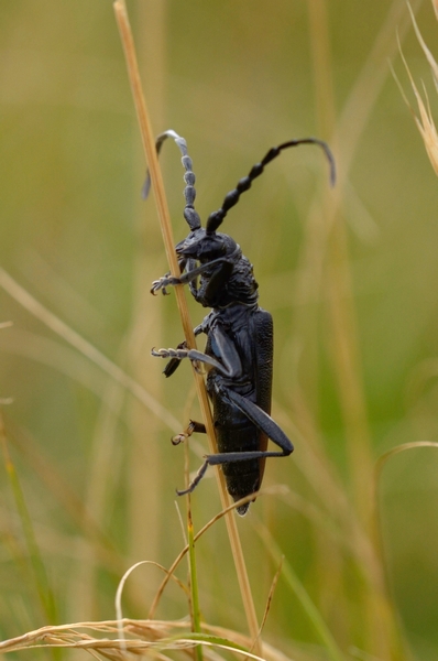 Cerambycidae Cerambyx miles