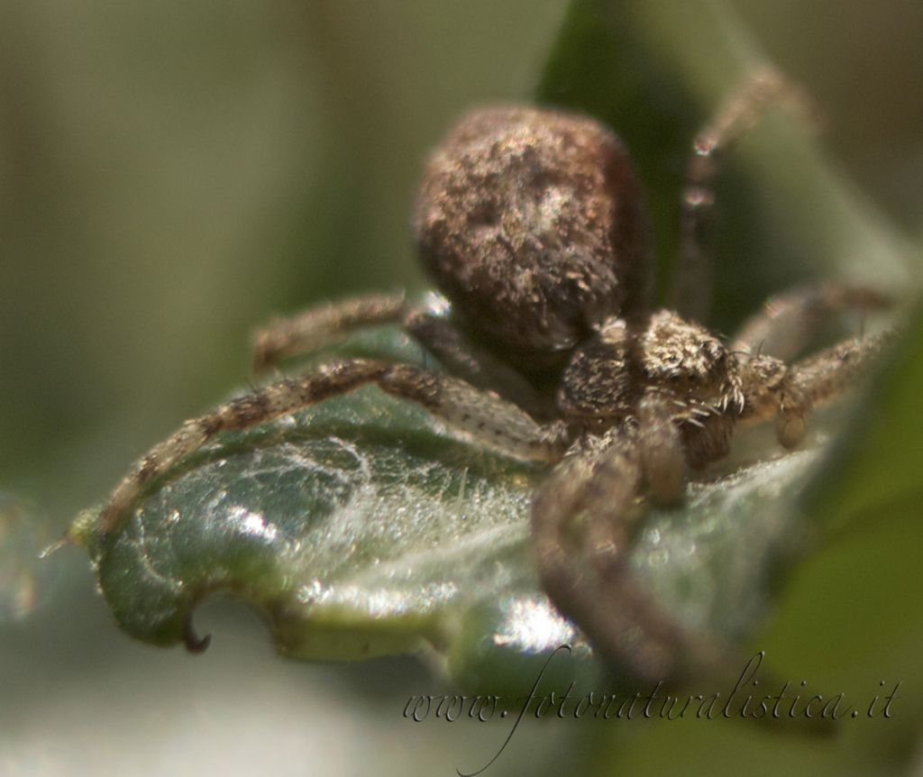 Philodromus sp.