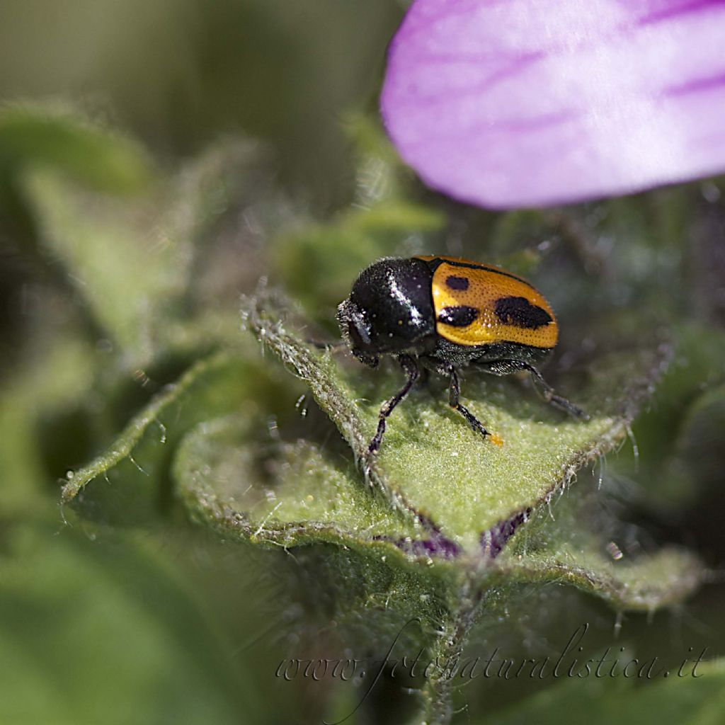 Cryptocephalus rugicollis