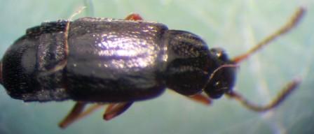coleottero (Staphilinidae) Maremma