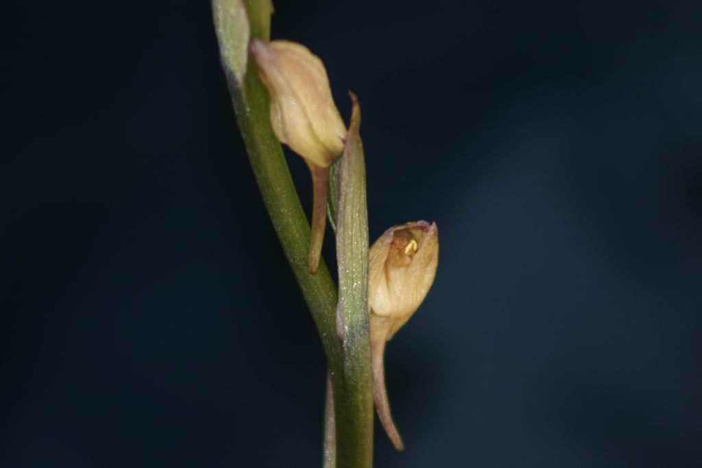 identificazione orchidea