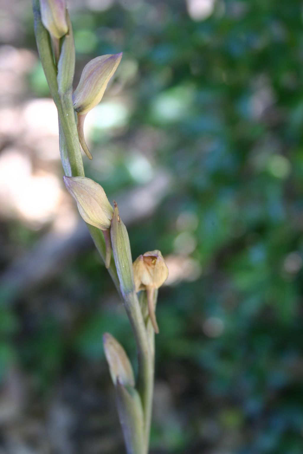 identificazione orchidea