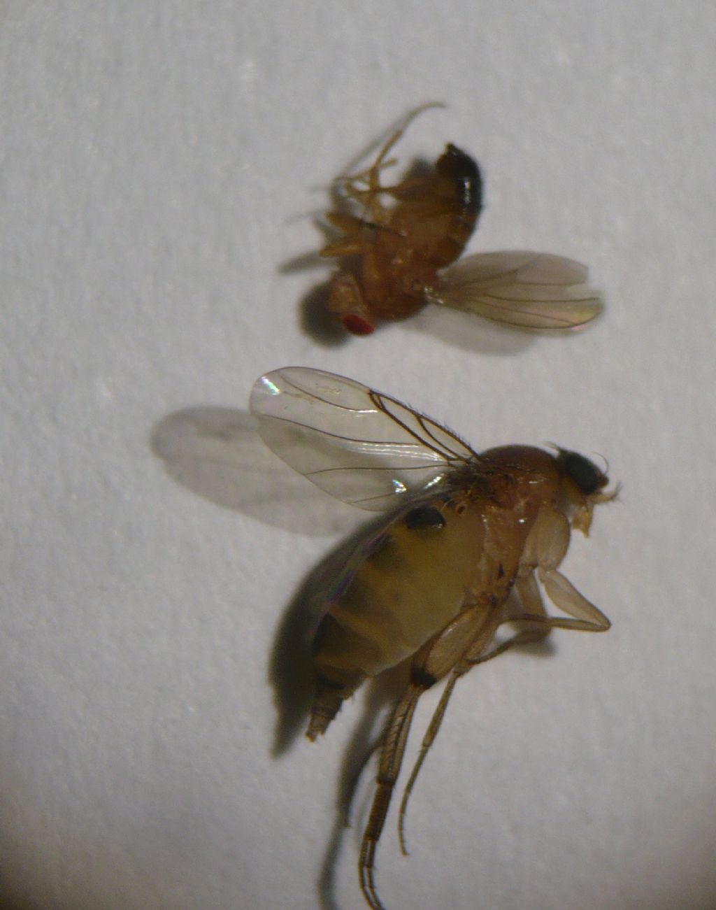 Drosophila ID