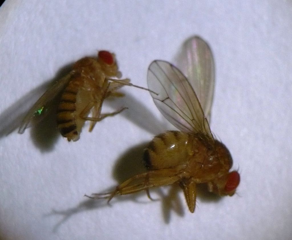 Drosophila 2 ID