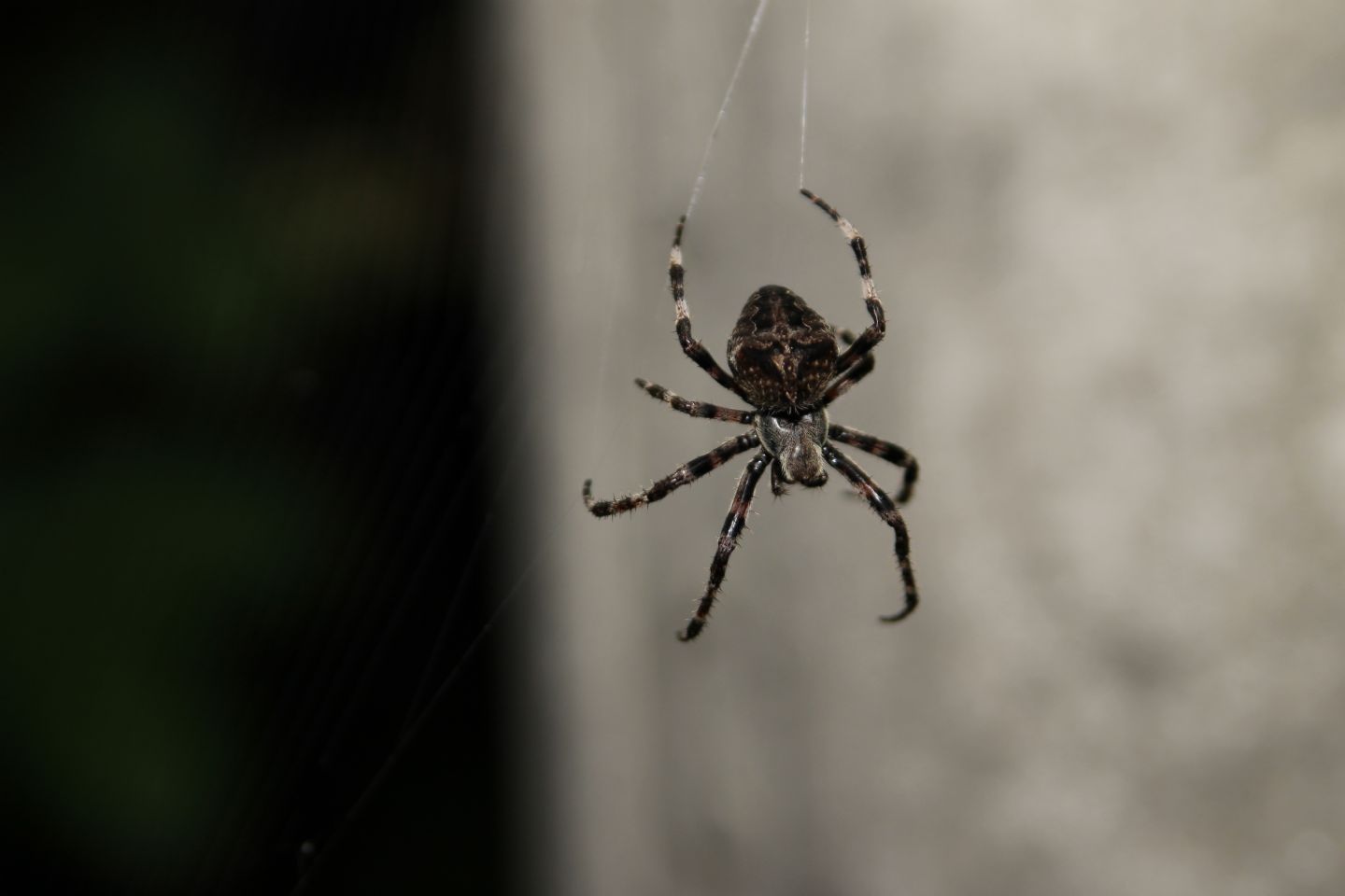 Araneus cf. angulatus - S.ti Angeli (Montello) (TV)