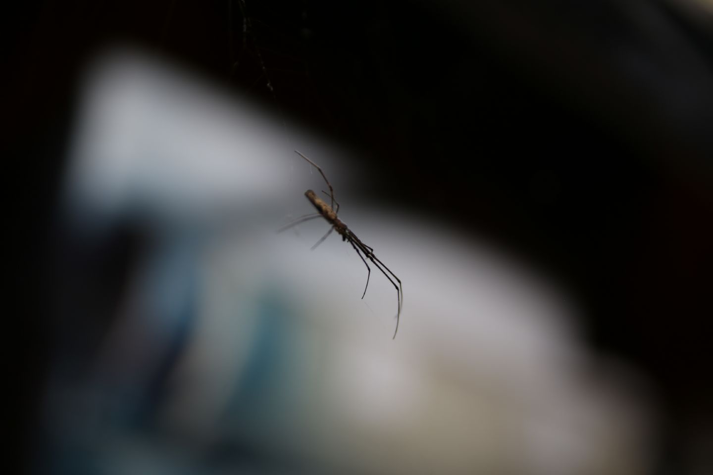 Tetragnatha sp. - Stazione dei Treni Treviso (TV)