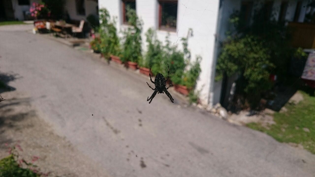 curiosita su Araneus diadematus - Brunico (BZ)