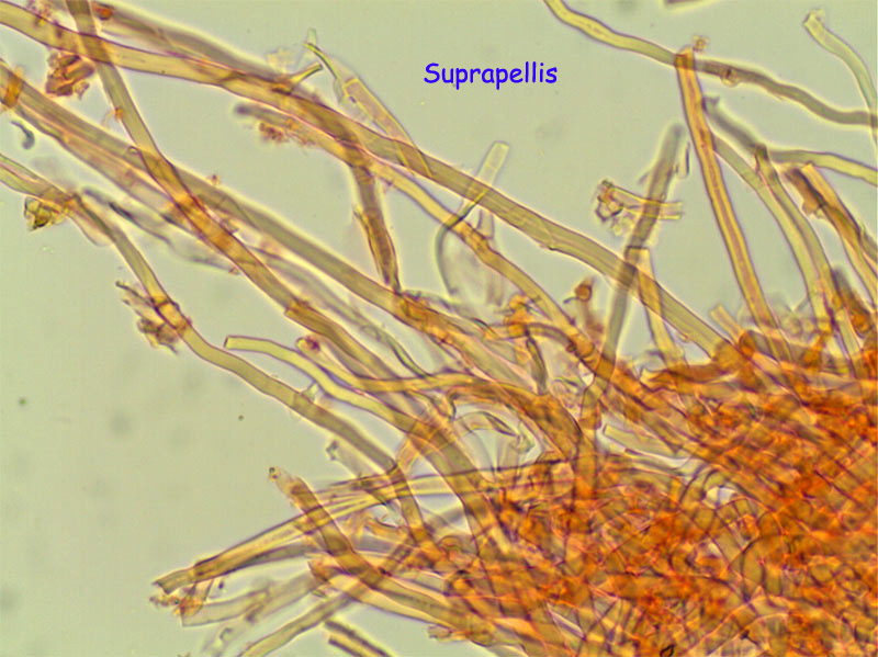 Aphyllophoral de laurisilva (Trametopsis cervina)