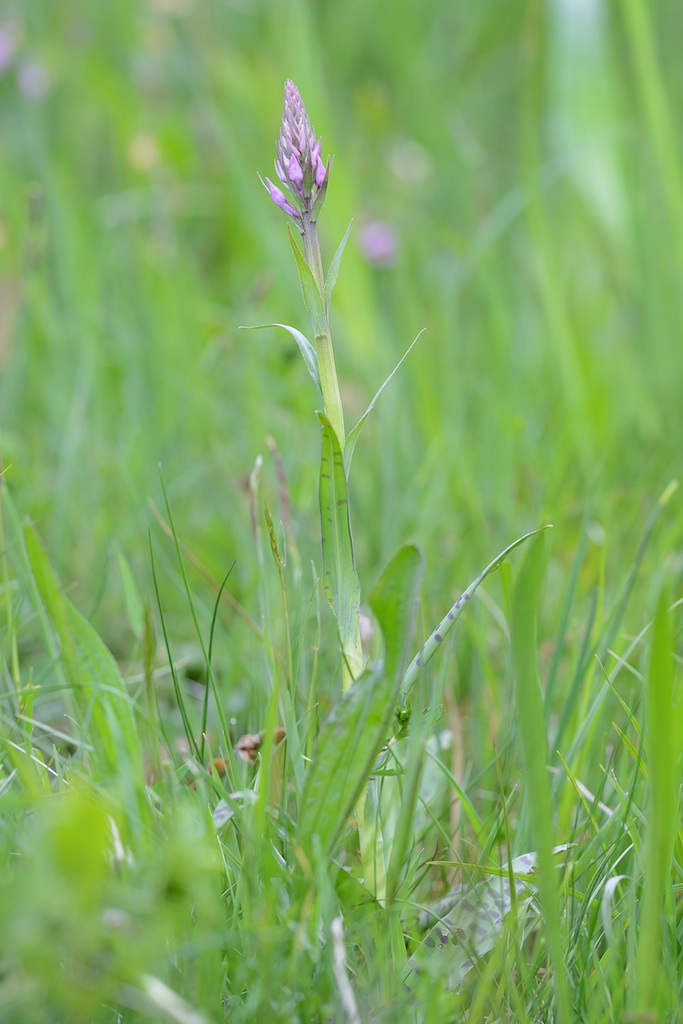 Dactylorhiza maculata ??