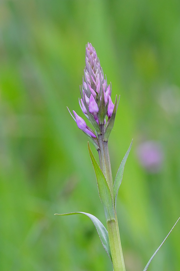 Dactylorhiza maculata ??