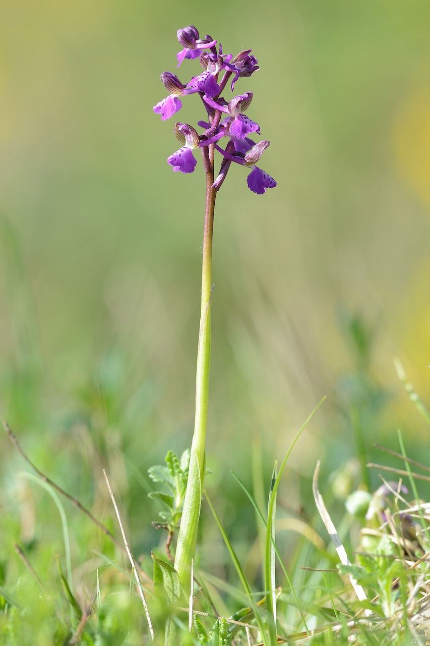 anacamptis morio