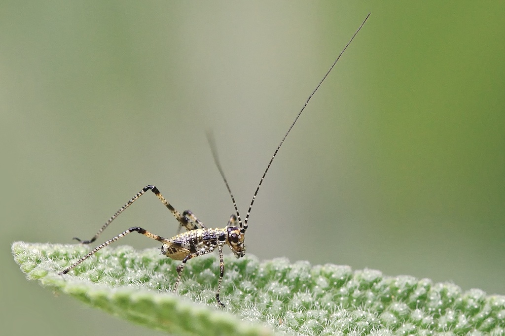 neanide di phaneroptera