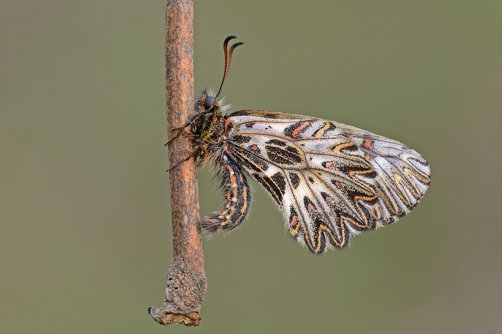 zerynthia polixena