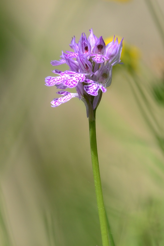 Neotinea tridentata