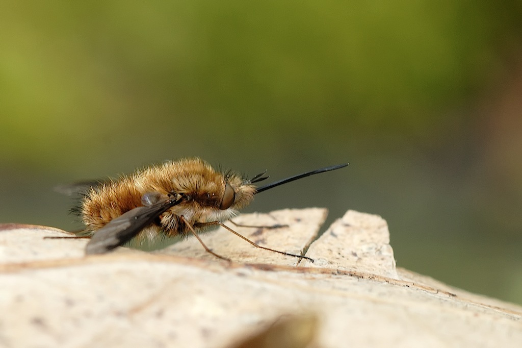 Ancora Bombylius (questo ho)