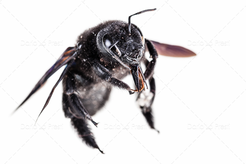 Xylocopa sp.