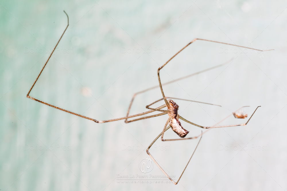 Pholcidae: maschio di Holochnemus pluchei -