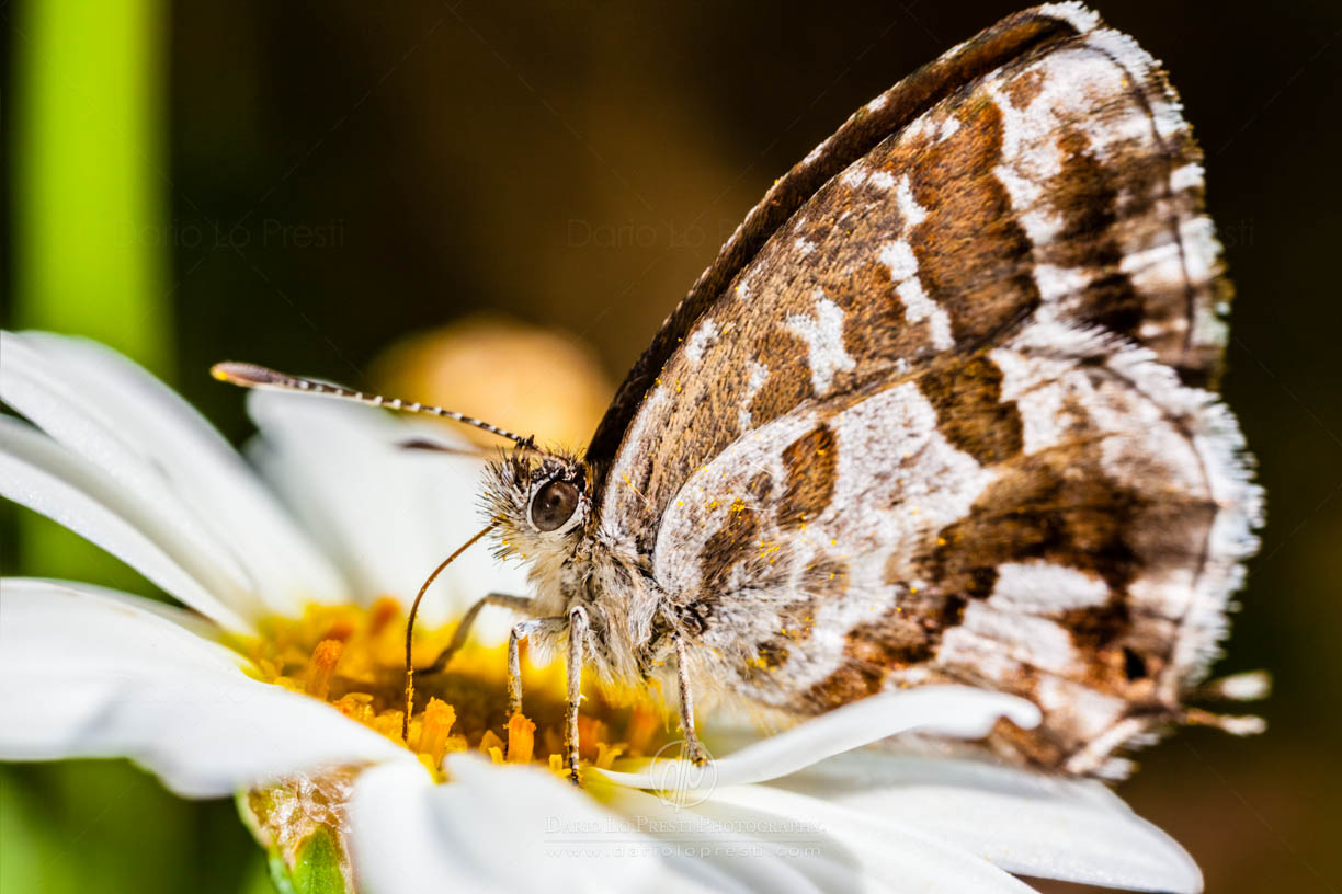 Aiuto per identificazione farfalla