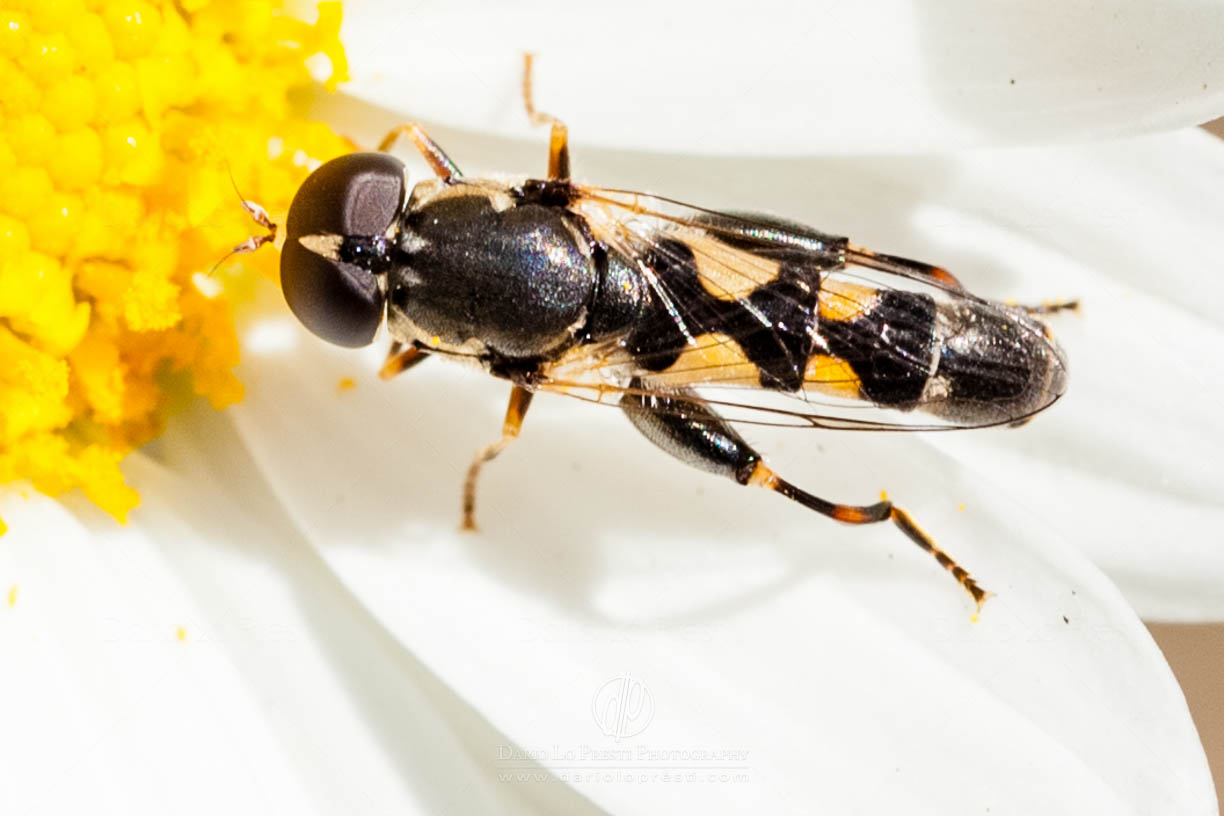 Syritta pipiens