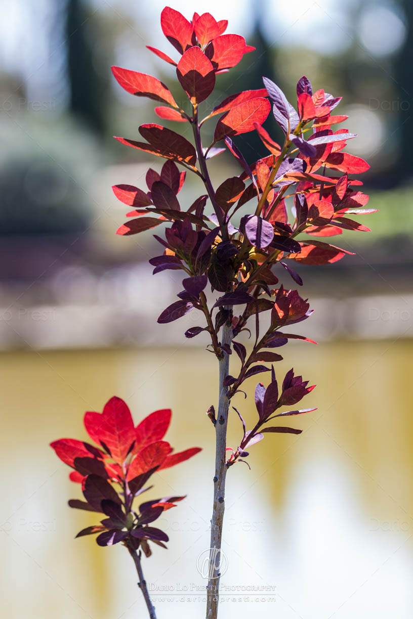 Cotinus coggygria