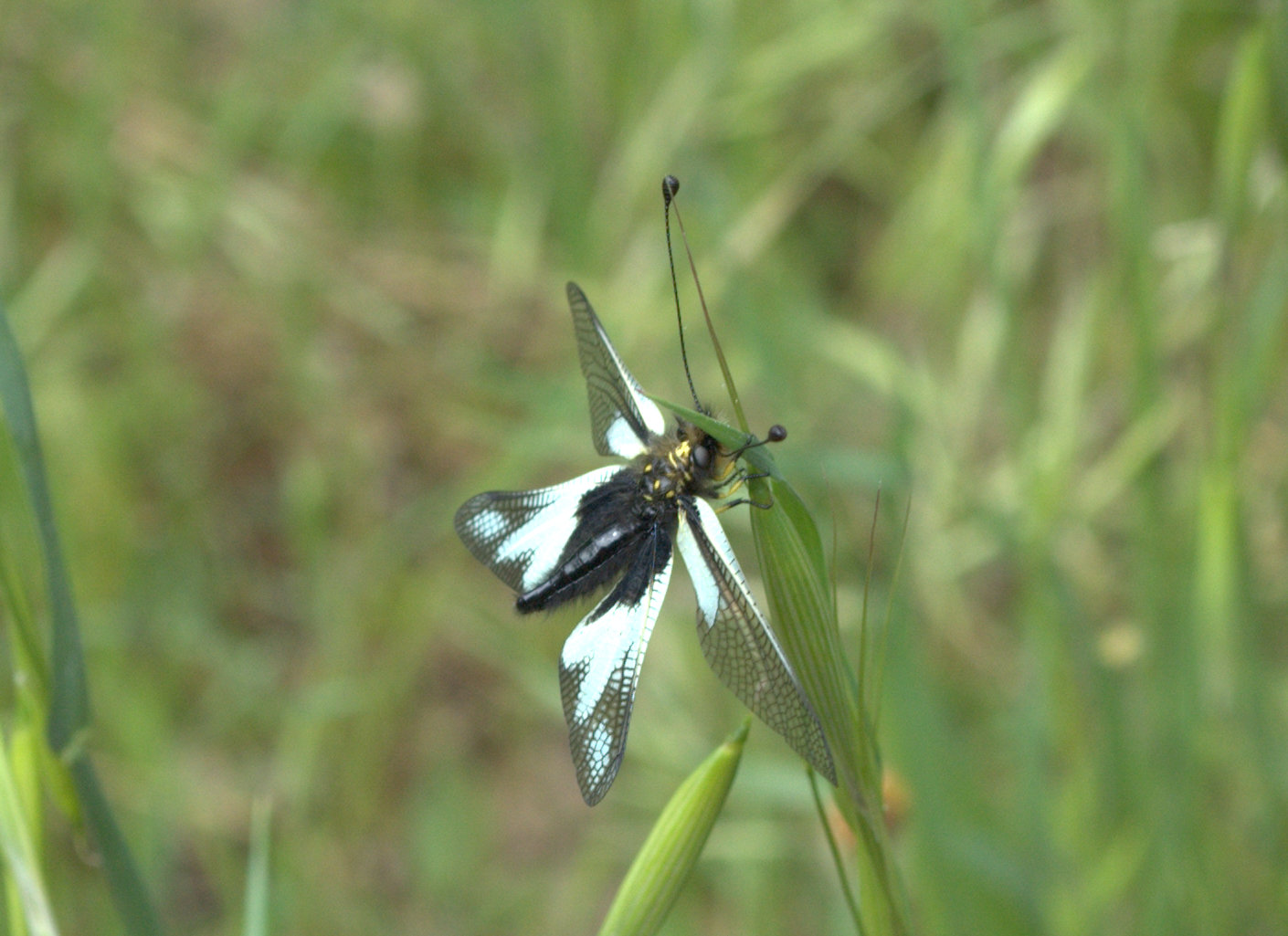 Da identificare - Libelloides coccajus (femmina e maschio)