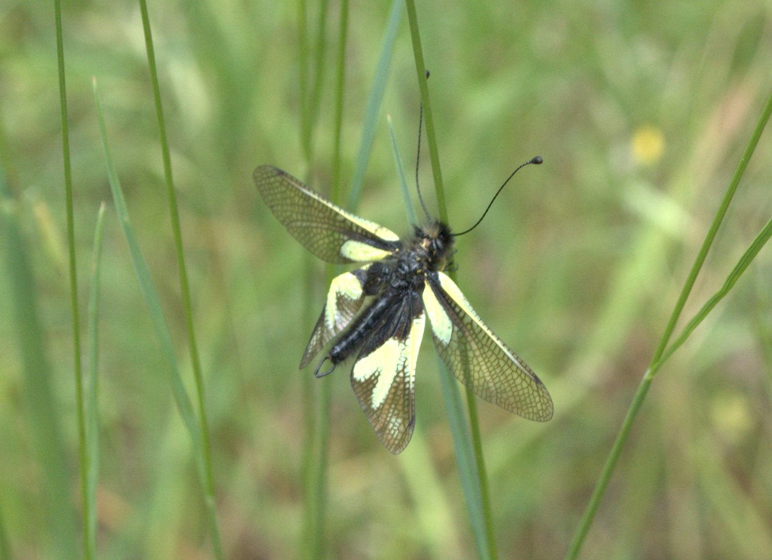 Da identificare - Libelloides coccajus (femmina e maschio)