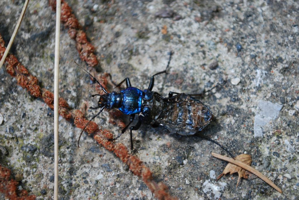 Carabus lefebvrei bayardi malformato