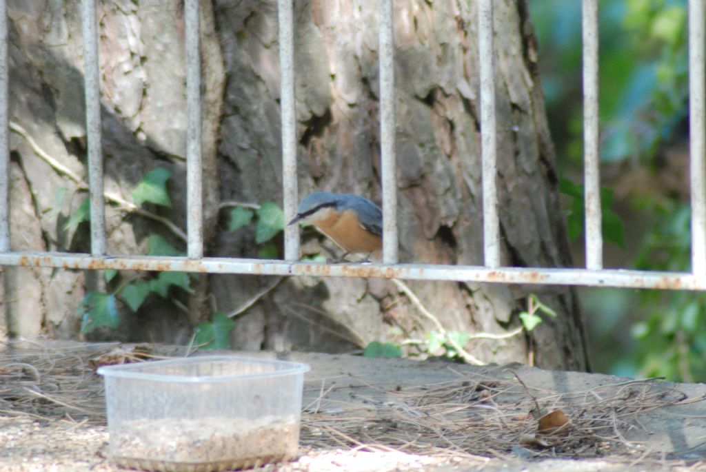 piccolo uccello da identificare: Picchio muratore (Sitta europaea)